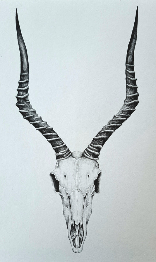 Original Hand-Drawn Impala Skull | Graphite Wildlife Art